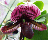 onyx fancy cherry x robert de veer rubrescent